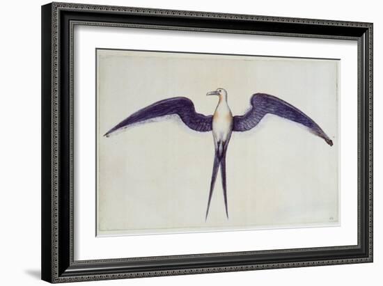 Frigate Bird-John White-Framed Giclee Print