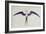 Frigate Bird-John White-Framed Giclee Print