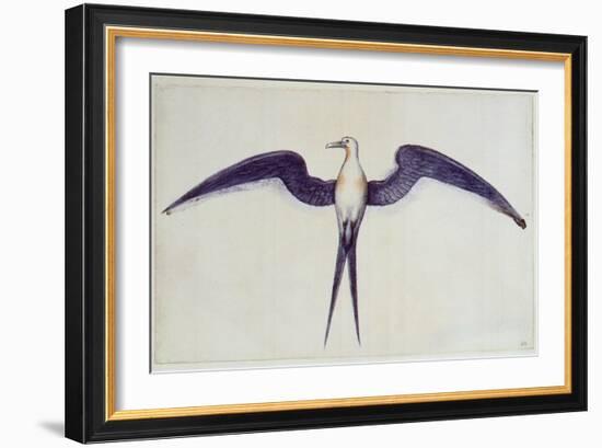 Frigate Bird-John White-Framed Giclee Print