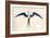 Frigate Bird-John White-Framed Art Print