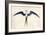 Frigate Bird-John White-Framed Art Print