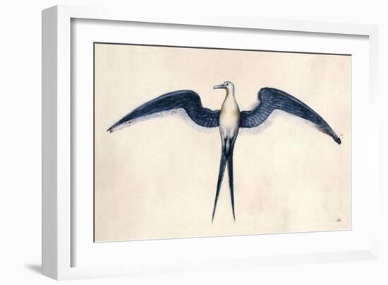 Frigate Bird-John White-Framed Art Print