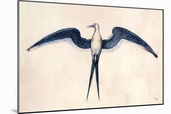 Frigate Bird-John White-Mounted Art Print