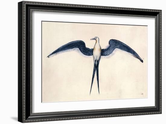 Frigate Bird-John White-Framed Art Print