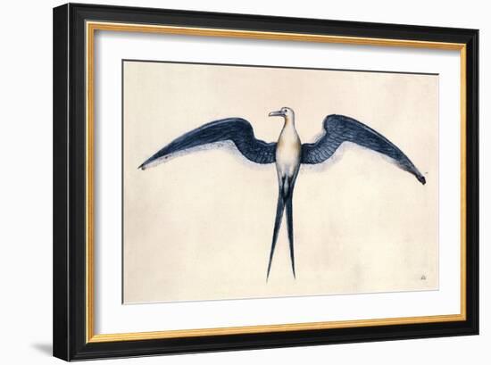 Frigate Bird-John White-Framed Art Print