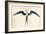 Frigate Bird-John White-Framed Art Print