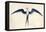 Frigate Bird-John White-Framed Stretched Canvas