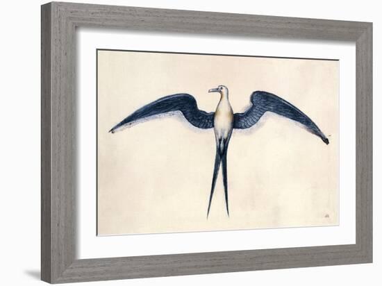 Frigate Bird-John White-Framed Premium Giclee Print