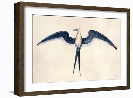 Frigate Bird-John White-Framed Premium Giclee Print