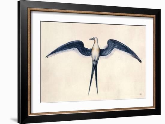Frigate Bird-John White-Framed Premium Giclee Print