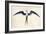 Frigate Bird-John White-Framed Premium Giclee Print