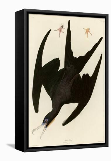 Frigate Pelican-John James Audubon-Framed Premier Image Canvas