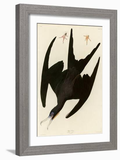 Frigate Pelican-John James Audubon-Framed Giclee Print