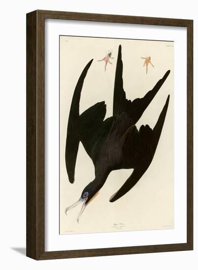 Frigate Pelican-John James Audubon-Framed Giclee Print