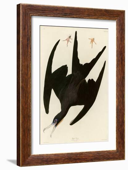 Frigate Pelican-John James Audubon-Framed Giclee Print