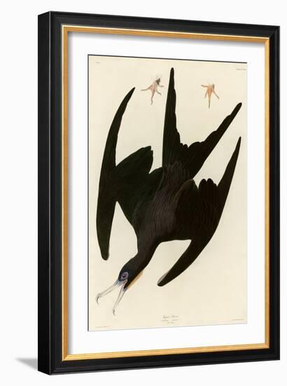 Frigate Pelican-John James Audubon-Framed Giclee Print