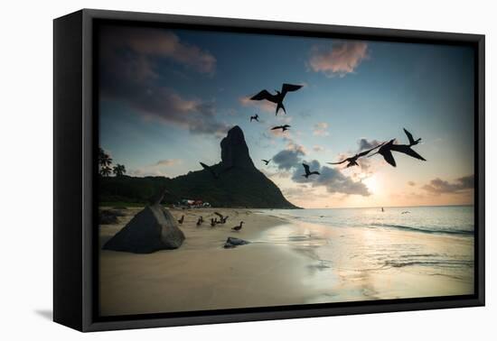 Frigatebirds, Fregata Magnificens, on Praia Da Conceicao-Alex Saberi-Framed Premier Image Canvas