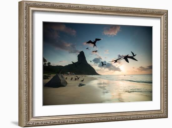 Frigatebirds, Fregata Magnificens, on Praia Da Conceicao-Alex Saberi-Framed Photographic Print