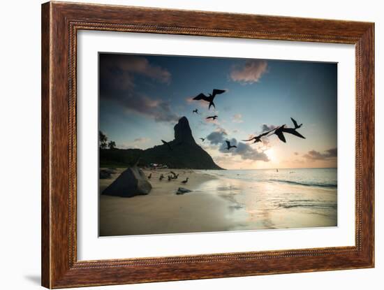 Frigatebirds, Fregata Magnificens, on Praia Da Conceicao-Alex Saberi-Framed Photographic Print