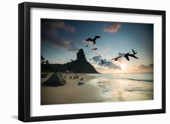 Frigatebirds, Fregata Magnificens, on Praia Da Conceicao-Alex Saberi-Framed Photographic Print