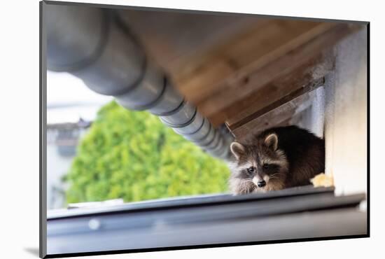 Frightened Raccoon Sits on a Shed Roof in Broad Daylight-A Kiro-Mounted Photographic Print