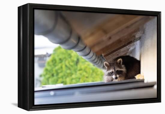 Frightened Raccoon Sits on a Shed Roof in Broad Daylight-A Kiro-Framed Premier Image Canvas