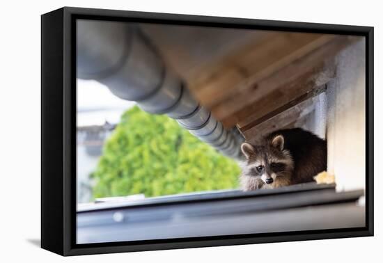 Frightened Raccoon Sits on a Shed Roof in Broad Daylight-A Kiro-Framed Premier Image Canvas