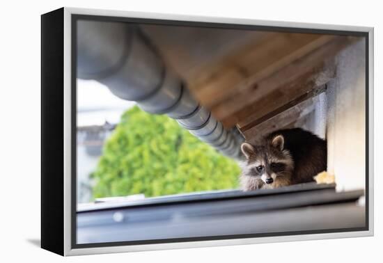 Frightened Raccoon Sits on a Shed Roof in Broad Daylight-A Kiro-Framed Premier Image Canvas