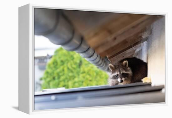 Frightened Raccoon Sits on a Shed Roof in Broad Daylight-A Kiro-Framed Premier Image Canvas
