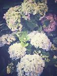 Multicoloured Blossoming Hydrangeas (Hydrangea-Frina-Framed Photographic Print