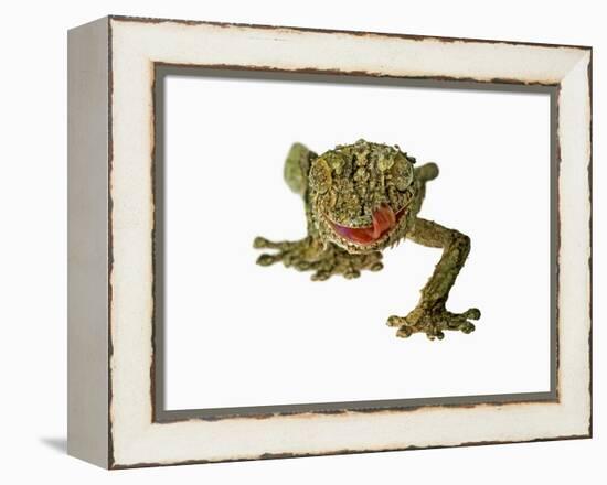 Fringed Gecko-Martin Harvey-Framed Premier Image Canvas