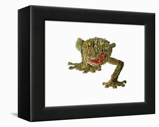 Fringed Gecko-Martin Harvey-Framed Premier Image Canvas