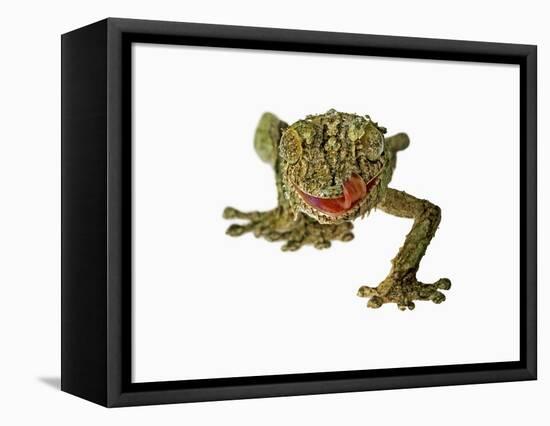 Fringed Gecko-Martin Harvey-Framed Premier Image Canvas