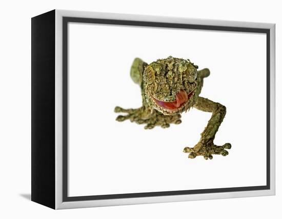 Fringed Gecko-Martin Harvey-Framed Premier Image Canvas