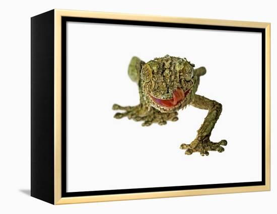 Fringed Gecko-Martin Harvey-Framed Premier Image Canvas