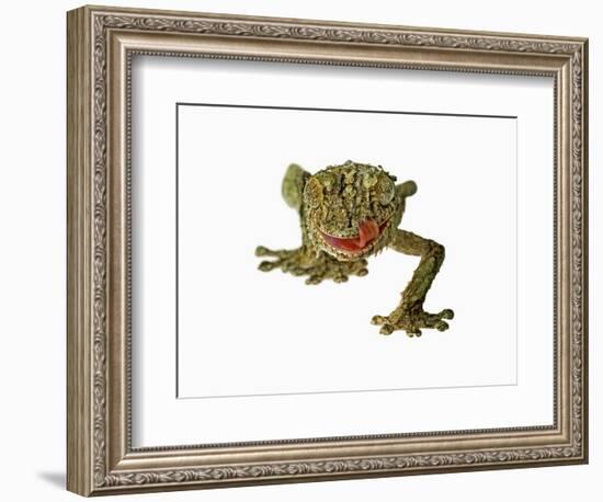 Fringed Gecko-Martin Harvey-Framed Photographic Print