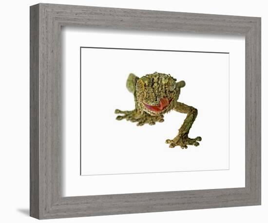 Fringed Gecko-Martin Harvey-Framed Photographic Print