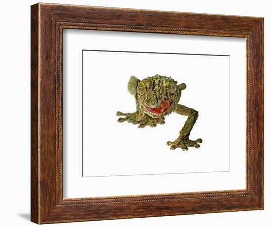 Fringed Gecko-Martin Harvey-Framed Photographic Print