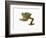 Fringed Gecko-Martin Harvey-Framed Photographic Print