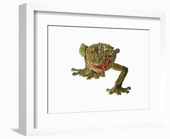 Fringed Gecko-Martin Harvey-Framed Photographic Print