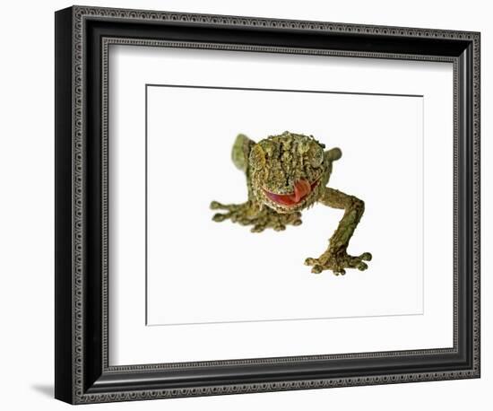 Fringed Gecko-Martin Harvey-Framed Photographic Print