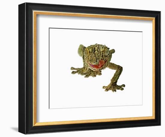 Fringed Gecko-Martin Harvey-Framed Photographic Print