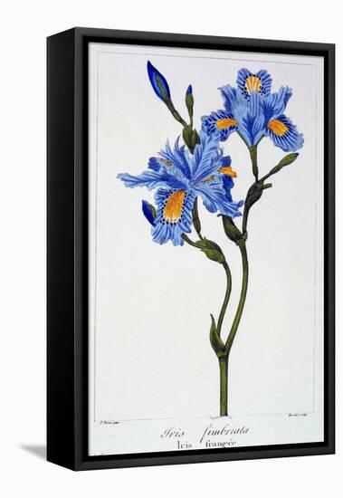 Fringed Iris, 1836-Pancrace Bessa-Framed Premier Image Canvas