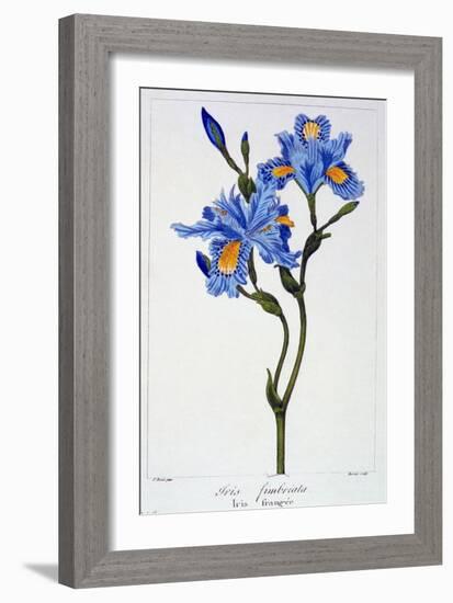 Fringed Iris, 1836-Pancrace Bessa-Framed Giclee Print