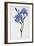 Fringed Iris, 1836-Pancrace Bessa-Framed Giclee Print