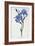 Fringed Iris, 1836-Pancrace Bessa-Framed Giclee Print