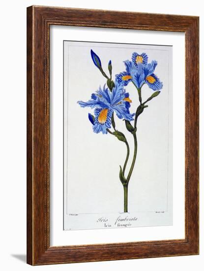 Fringed Iris, 1836-Pancrace Bessa-Framed Giclee Print