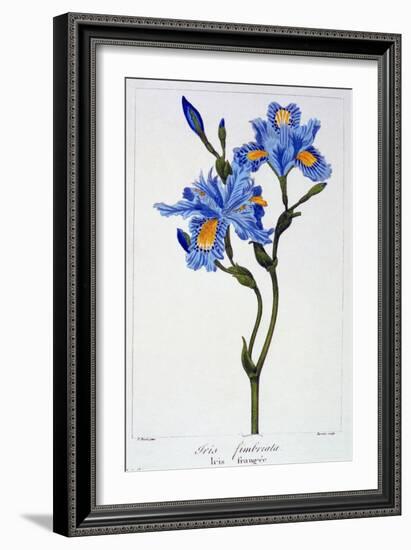 Fringed Iris, 1836-Pancrace Bessa-Framed Giclee Print