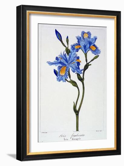 Fringed Iris, 1836-Pancrace Bessa-Framed Giclee Print