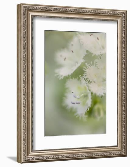 Fringed Phacelia, Great Smoky Mountains National Park, Tennessee-Adam Jones-Framed Photographic Print